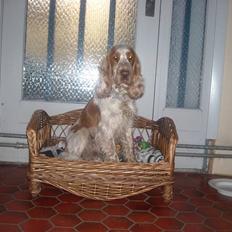 Cocker spaniel Micki