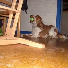 Cocker spaniel Micki