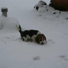 Beagle Sopwith Camels Lady Like