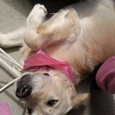 Golden retriever Soey