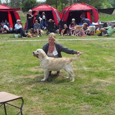 Golden retriever Soey