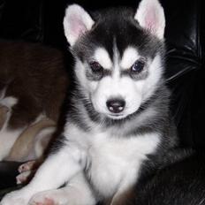 Siberian husky Balou (har Hvalpe)