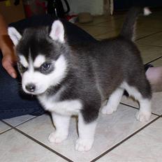 Siberian husky Balou (har Hvalpe)