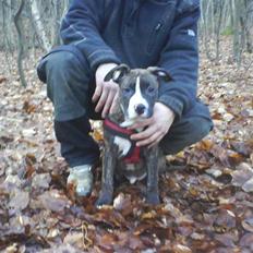 Amerikansk staffordshire terrier $ Hector $
