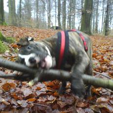 Amerikansk staffordshire terrier $ Hector $