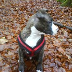 Amerikansk staffordshire terrier $ Hector $