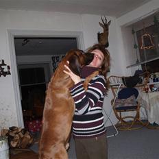 Bayersk vildtsporhund Chicco