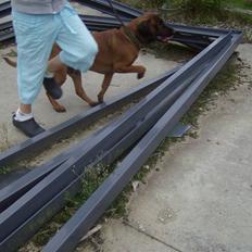 Bayersk vildtsporhund Chicco