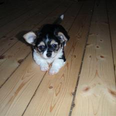 Blanding af racer Mynthe - Himmelhund <'3