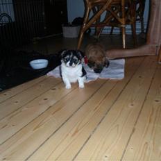 Blanding af racer Mynthe - Himmelhund <'3