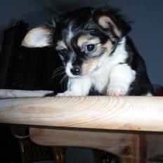 Blanding af racer Mynthe - Himmelhund <'3