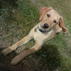 Labrador retriever Sika