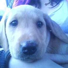 Labrador retriever Sika