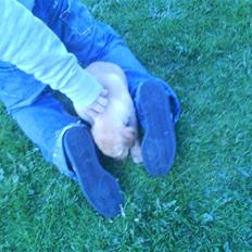 Labrador retriever Sika