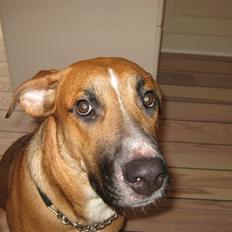 Blanding af racer - Mille <3