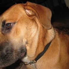 Blanding af racer - Mille <3