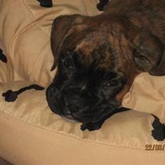 Boxer Molly