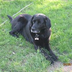 Blanding af racer Trine R.I.P 27/12/2010-