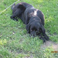 Blanding af racer Trine R.I.P 27/12/2010-