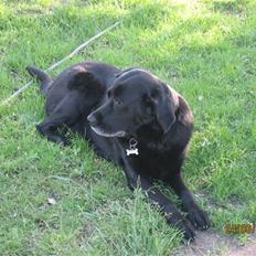 Blanding af racer Trine R.I.P 27/12/2010-