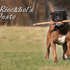 Boxer Rieckhol's Desto R.I.P. 