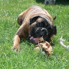 Boxer Rieckhol's Desto R.I.P. 