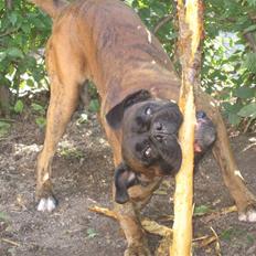 Boxer Rieckhol's Desto R.I.P. 
