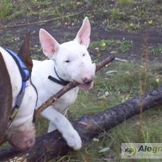 Bullterrier Arnold