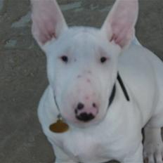 Bullterrier Arnold