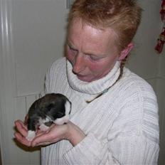 Welsh corgi cardigan Faarup Dana