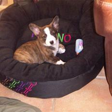 Welsh corgi cardigan Faarup Dana