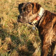 Amerikansk bulldog Gimli