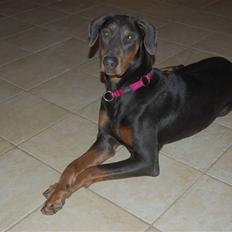 Blanding af racer chila