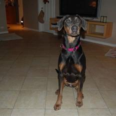 Blanding af racer chila