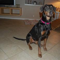 Blanding af racer chila