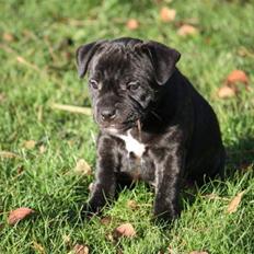 Staffordshire bull terrier Carla