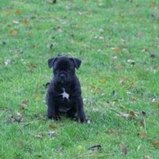 Staffordshire bull terrier Carla