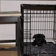 Staffordshire bull terrier Carla