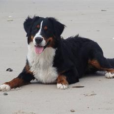 Berner sennenhund Taiger H