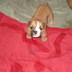 Engelsk bulldog Pablo