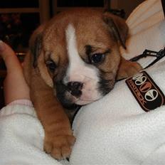 Engelsk bulldog Pablo