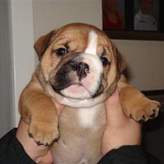 Engelsk bulldog Pablo