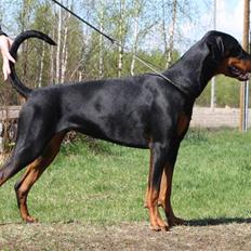 Dobermann Speedy