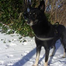 Blanding af racer Nikita