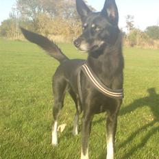 Blanding af racer Nikita