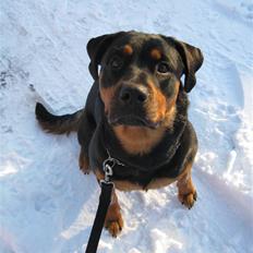 Rottweiler Carla