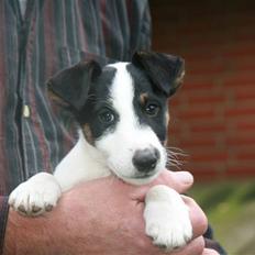 Glathåret foxterrier Egelykke ZORRO