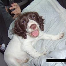 Field Trial spaniel Trille Lund