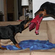 Dobermann Speedy