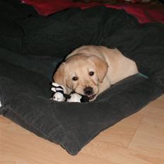 Labrador retriever Nova.